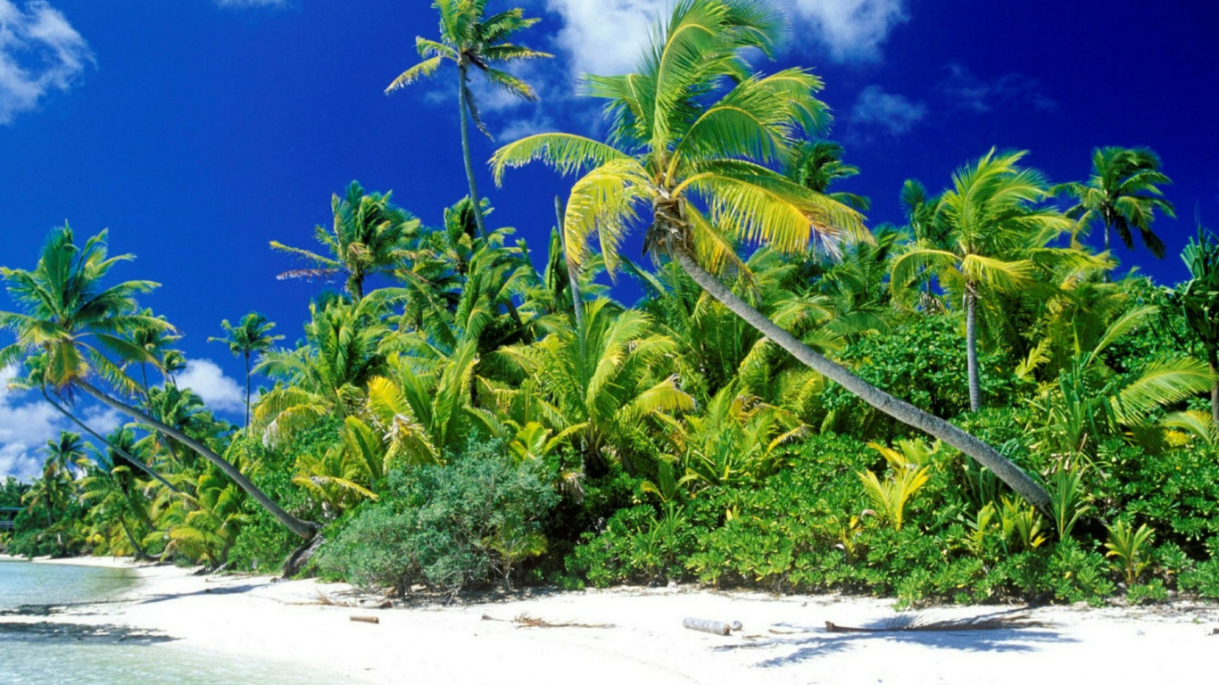 Обои растительность, тропическая зона, Карибский бассейн, океан, небо в разрешении 1366x768