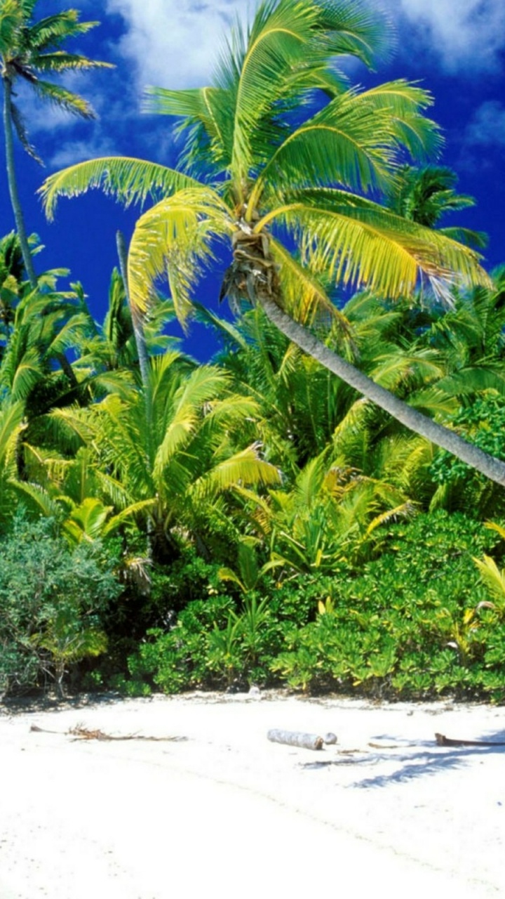 Обои растительность, тропическая зона, Карибский бассейн, океан, небо в разрешении 720x1280