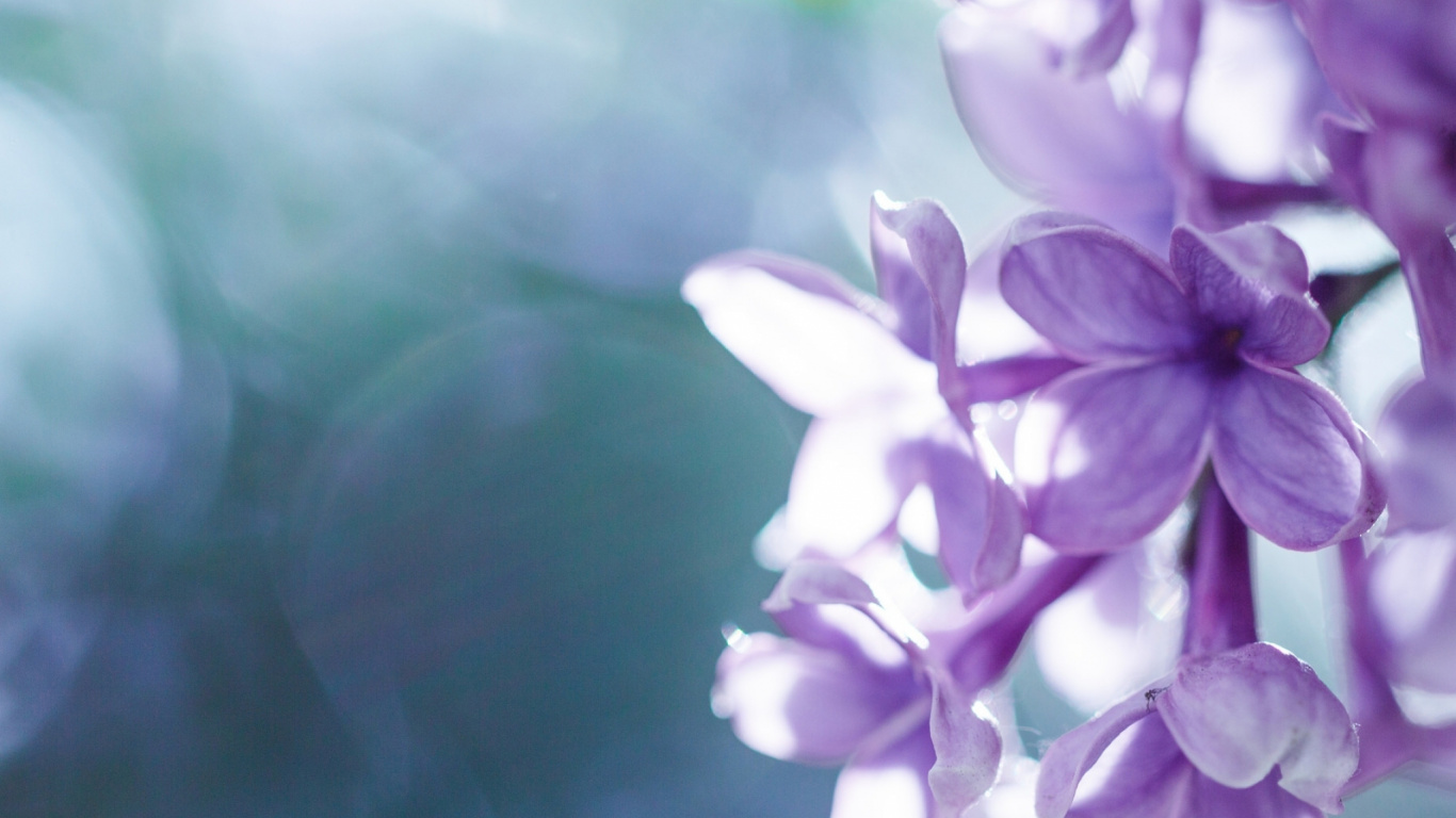 Обои сирень, пурпур, лепесток, Фиолетовый, весна в разрешении 1366x768