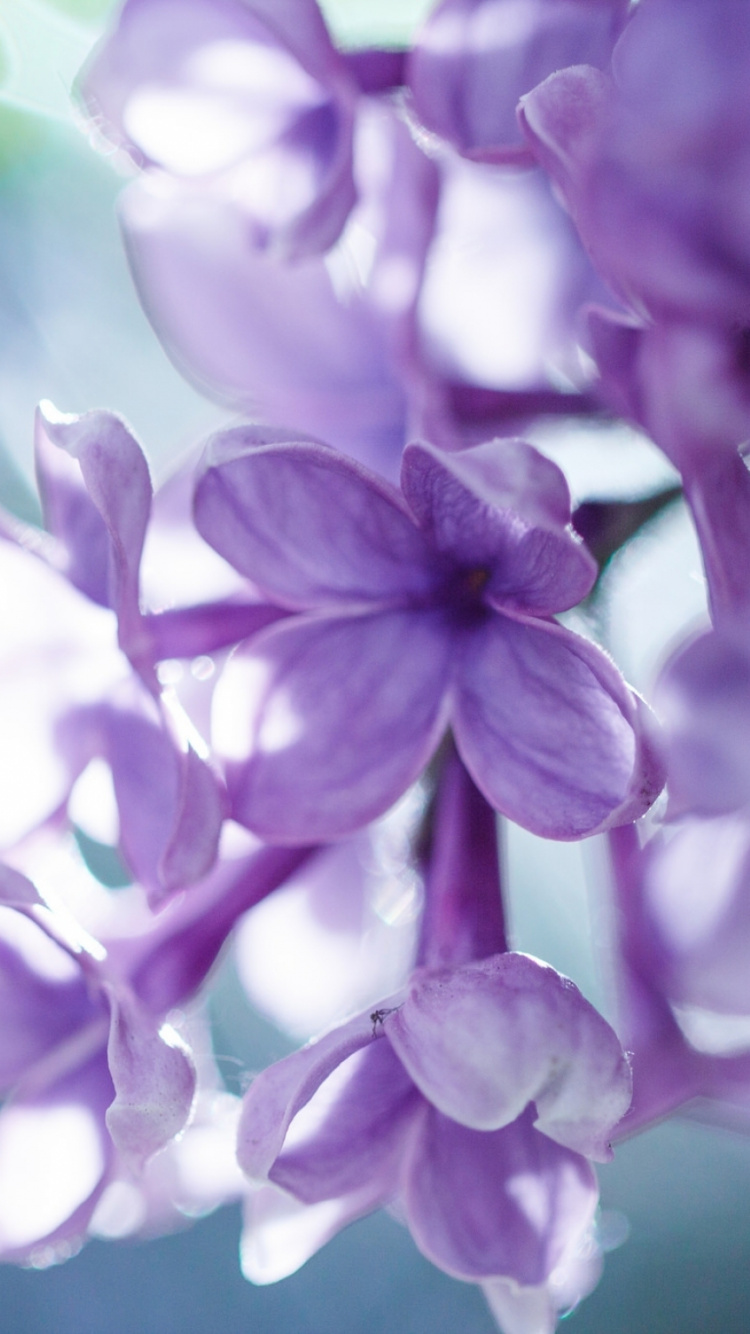 Обои сирень, пурпур, лепесток, Фиолетовый, весна в разрешении 750x1334