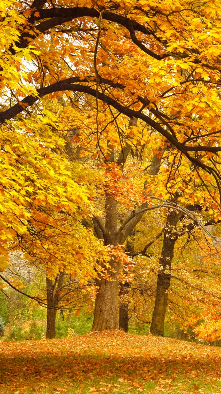 Обои осень, дерево, природа, лист, листопадные в разрешении 720x1280