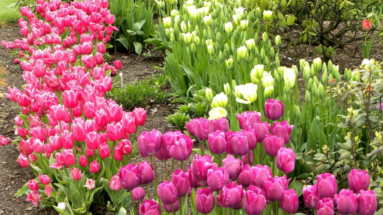 Обои многолетнее растение, цветковое растение, весна, почвопокровная, Ботанический сад в разрешении 1280x720