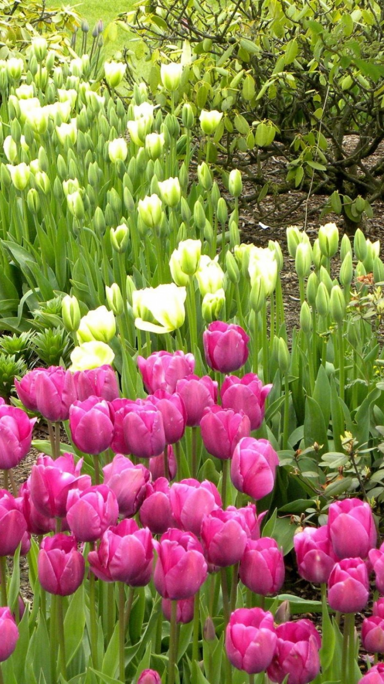 Обои многолетнее растение, цветковое растение, весна, почвопокровная, Ботанический сад в разрешении 750x1334