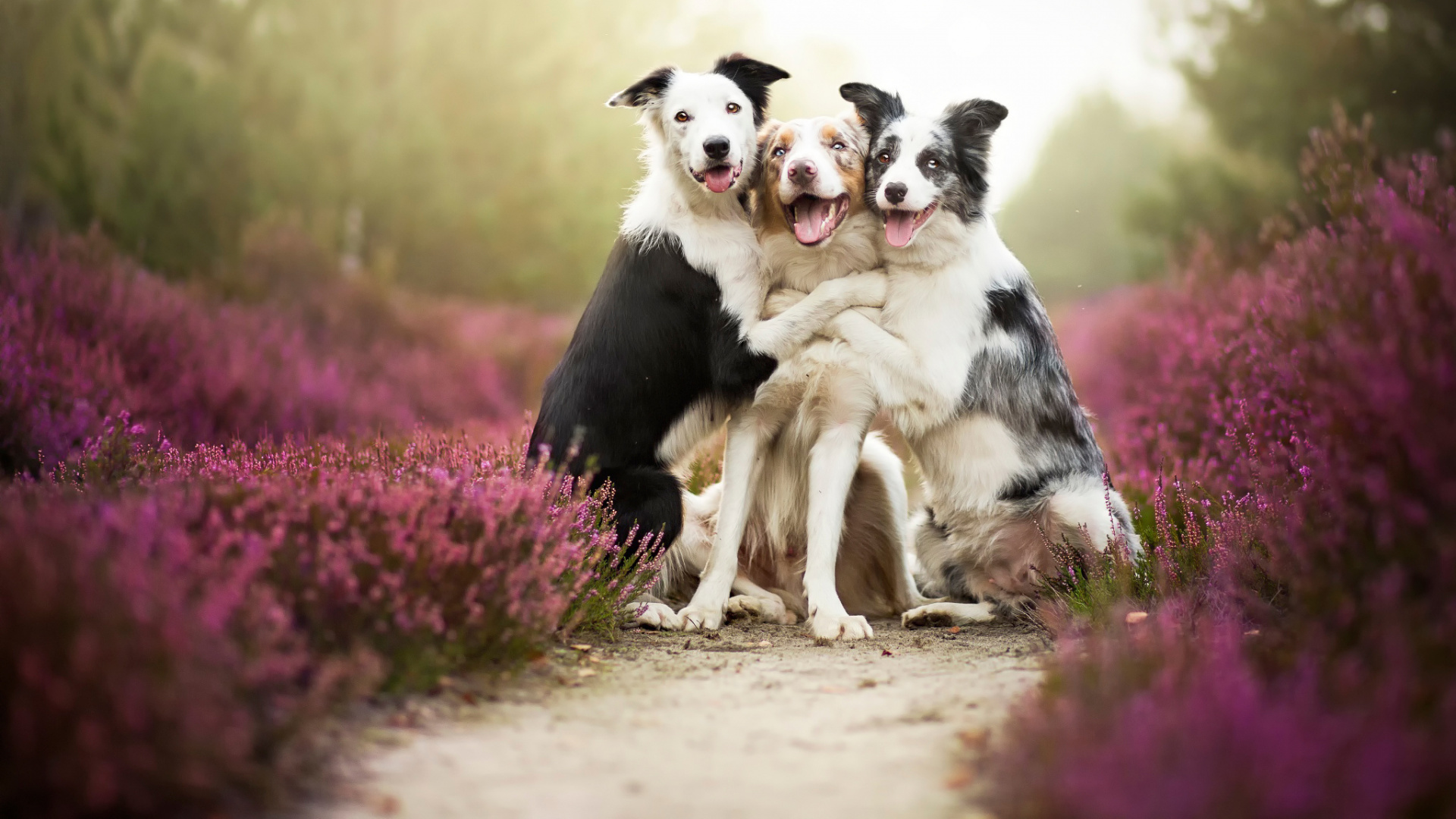 собаки фото красивые и смешные