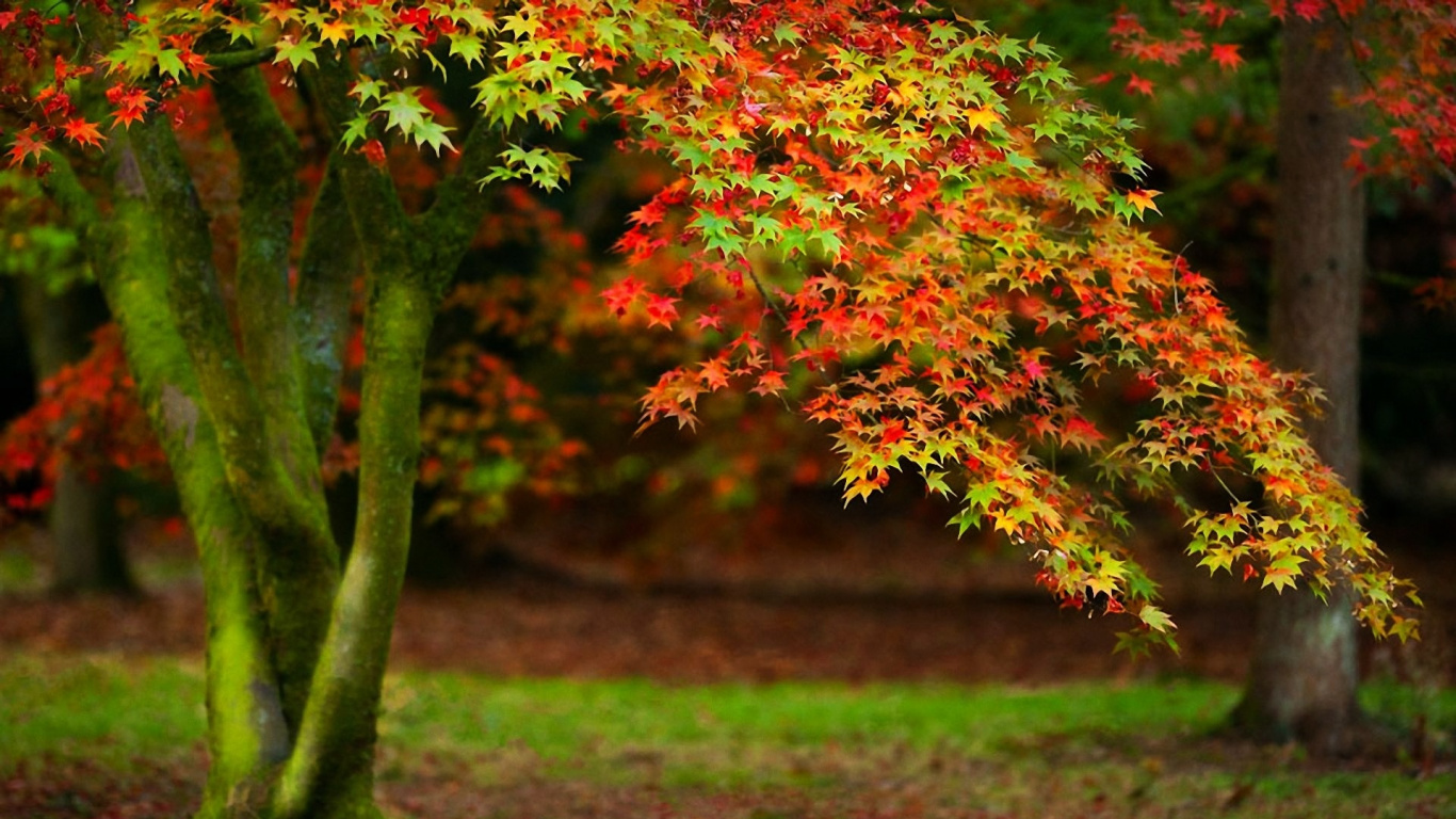 Обои дерево, лист, природа, осень, листопадные в разрешении 1366x768