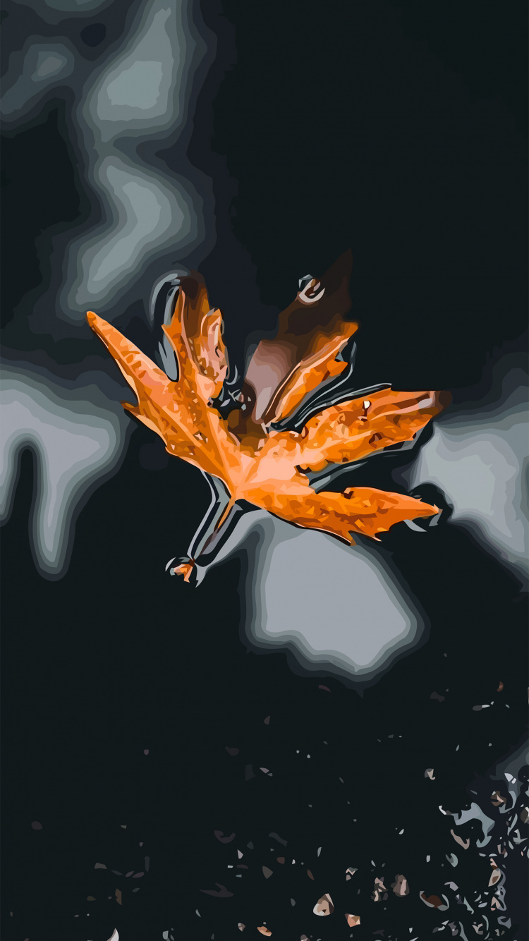 Обои Апельсин, жидкий, растение, капюшон, лепесток в разрешении 750x1334