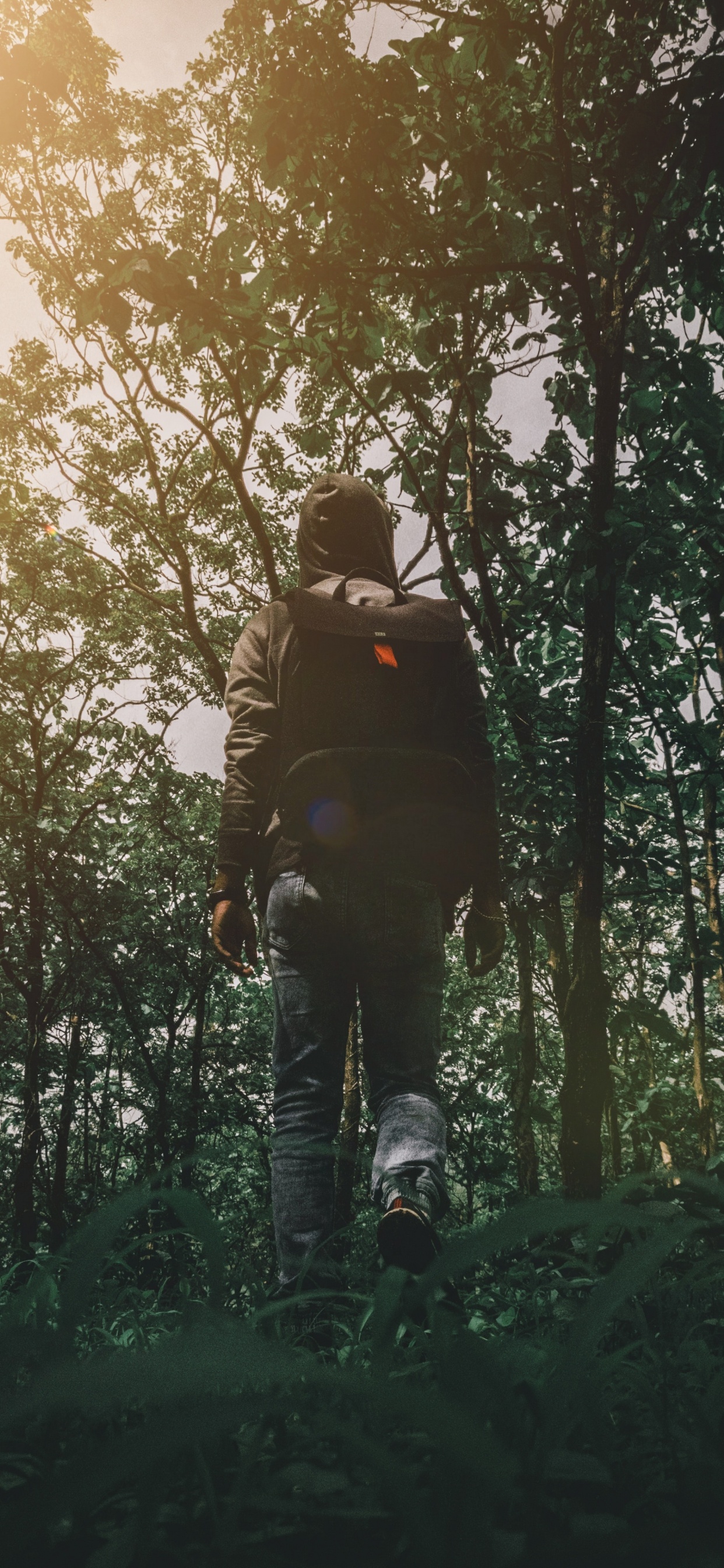 Обои природа, дерево, лес, окружающая среда, природный ландшафт в разрешении 1242x2688