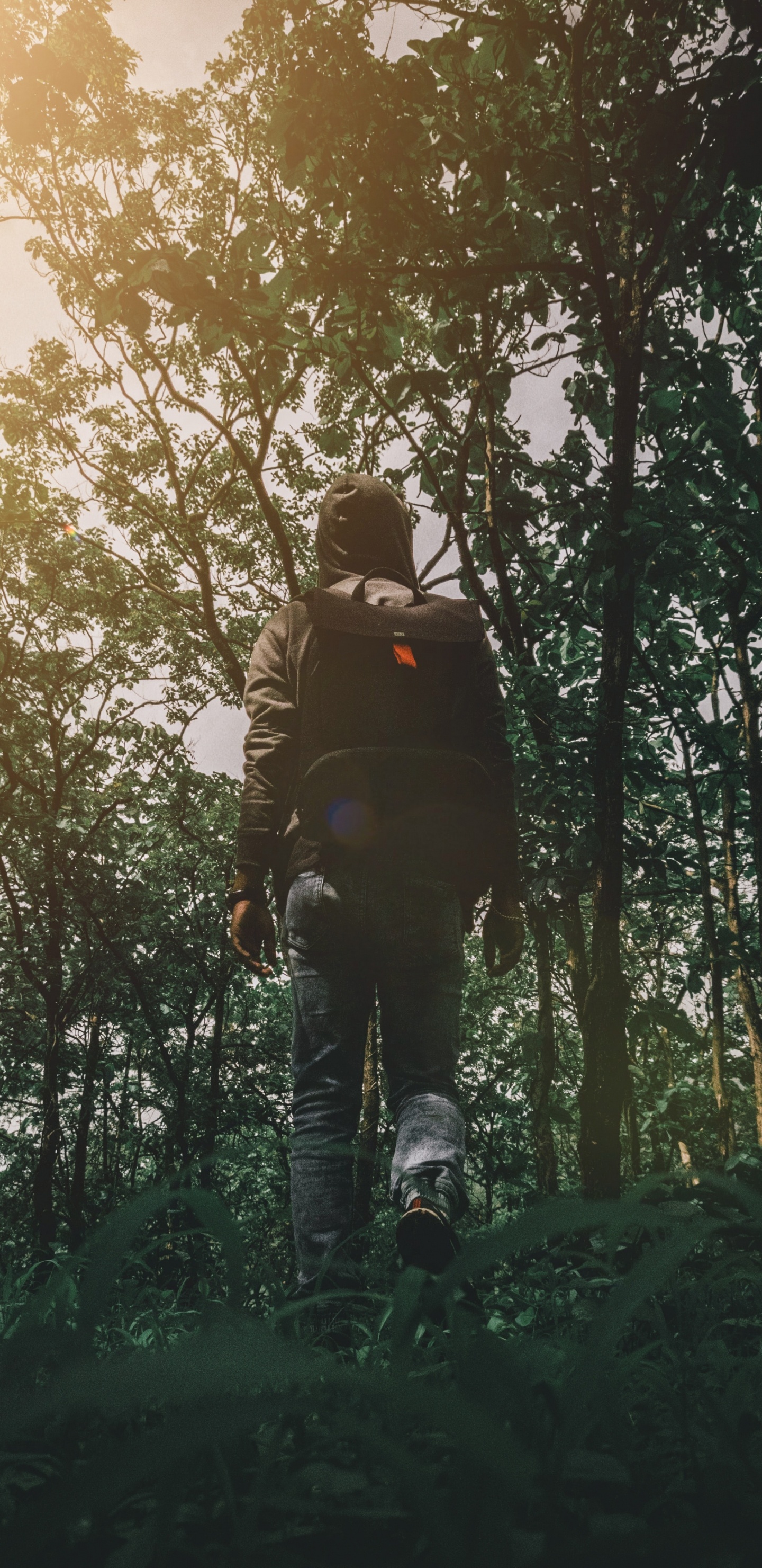 Обои природа, дерево, лес, окружающая среда, природный ландшафт в разрешении 1440x2960