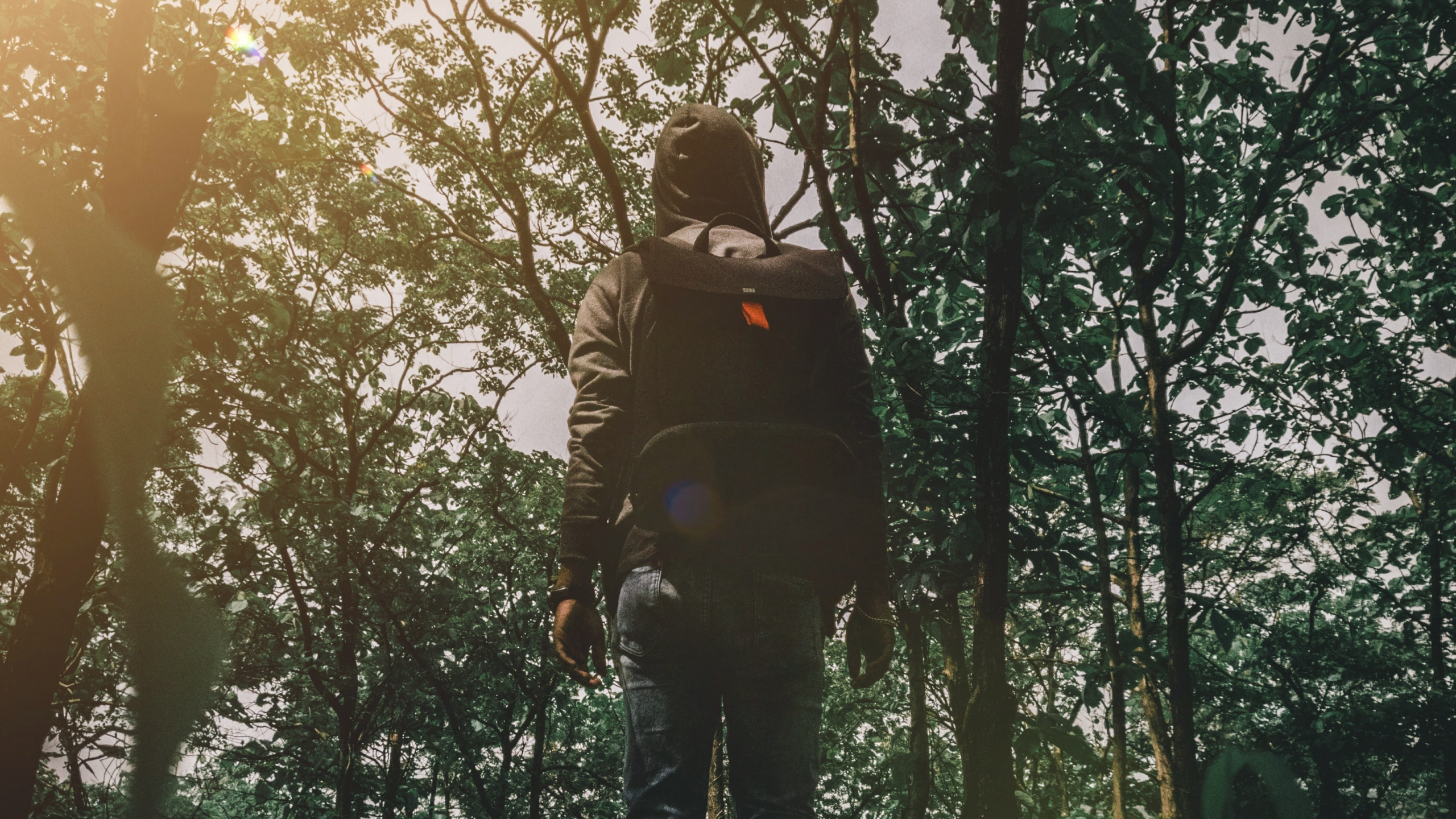 Обои природа, дерево, лес, окружающая среда, природный ландшафт в разрешении 2560x1440