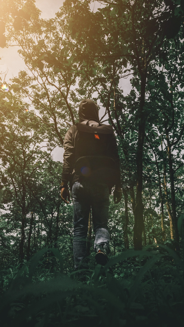 Обои природа, дерево, лес, окружающая среда, природный ландшафт в разрешении 750x1334