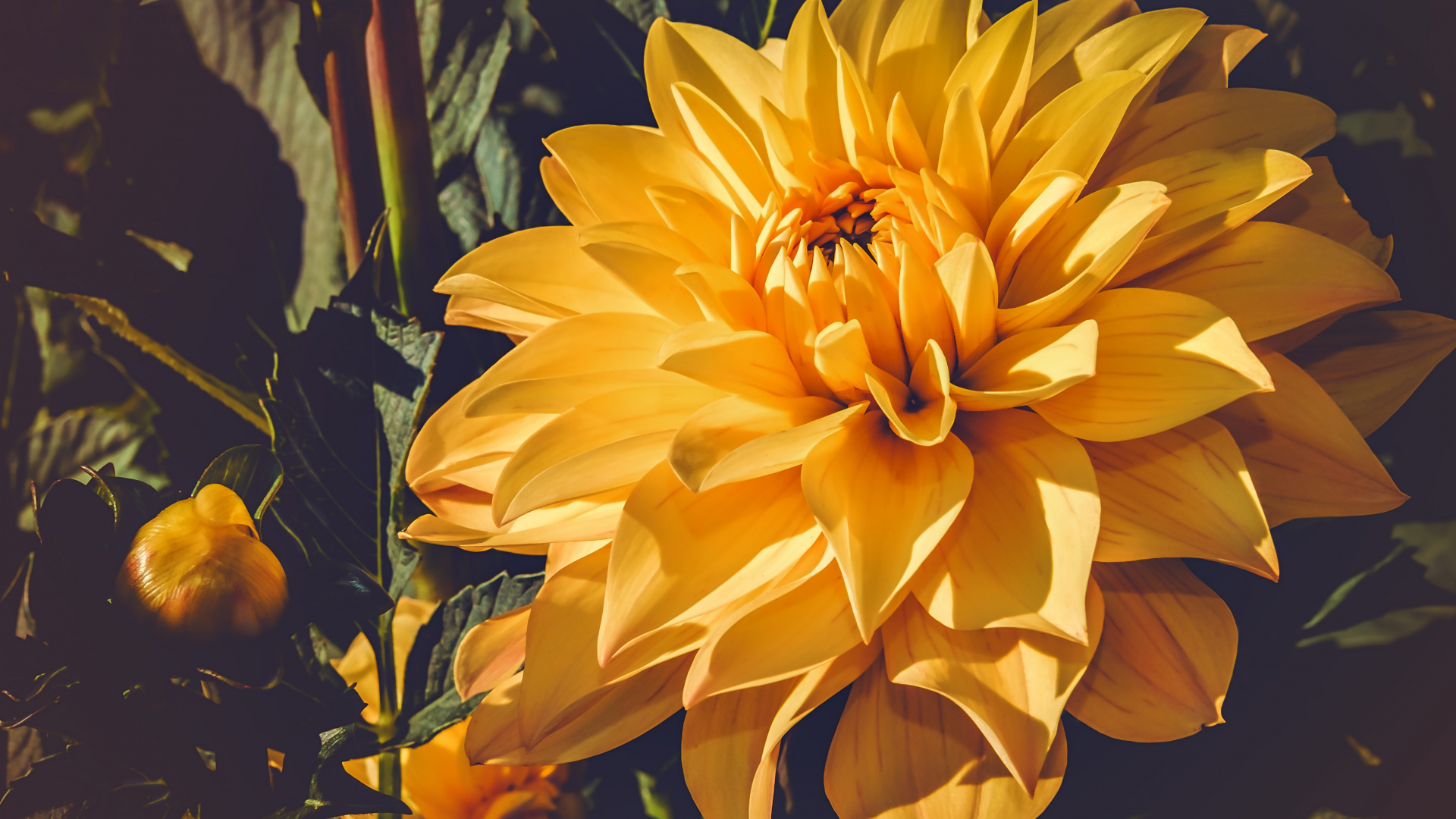 Обои георгин, цветок, бутон, желтый, цветковое растение в разрешении 1920x1080