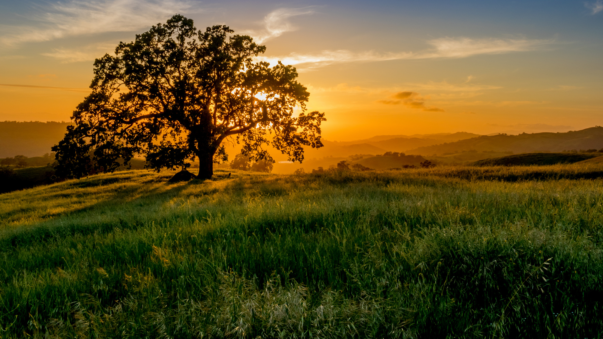 Обои закат, дерево, природа, сенокосное угодье, утро в разрешении 1920x1080