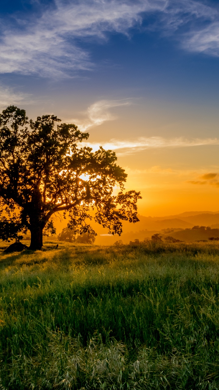 Обои закат, дерево, природа, сенокосное угодье, утро в разрешении 720x1280