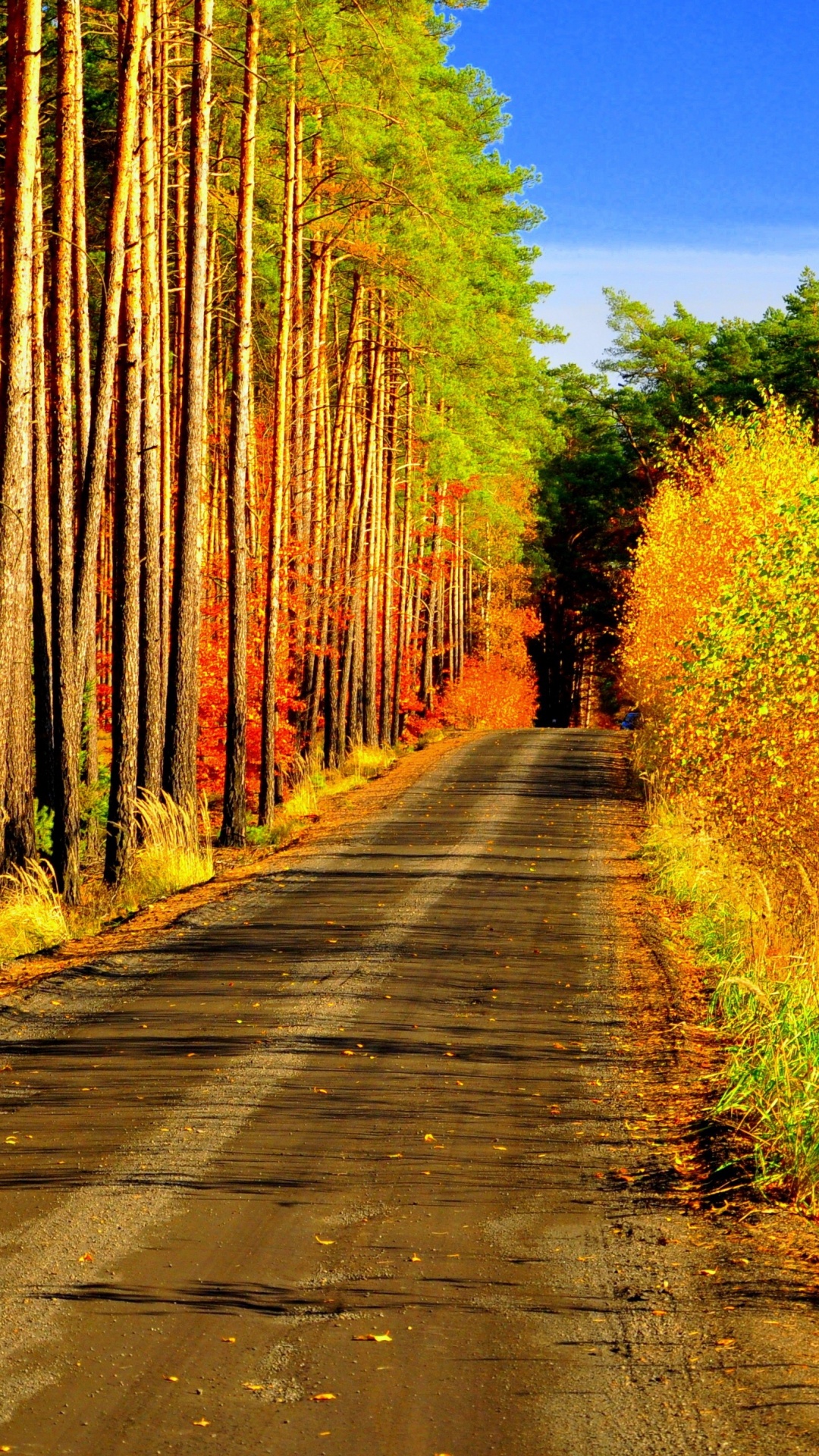 Обои дерево, природа, лист, растительность, желтый в разрешении 1080x1920