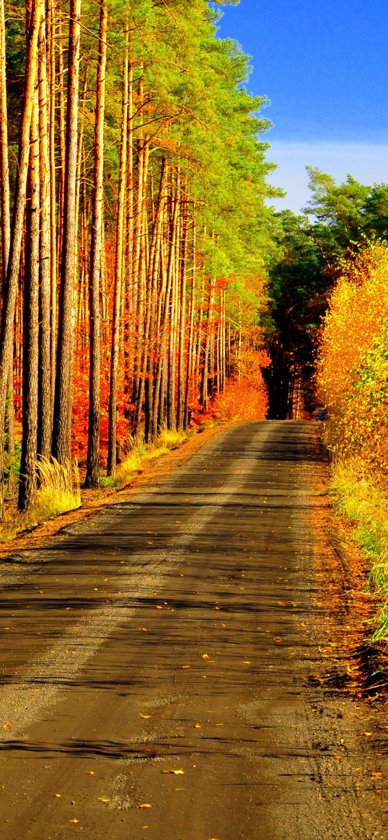 Обои дерево, природа, лист, растительность, желтый в разрешении 1242x2688