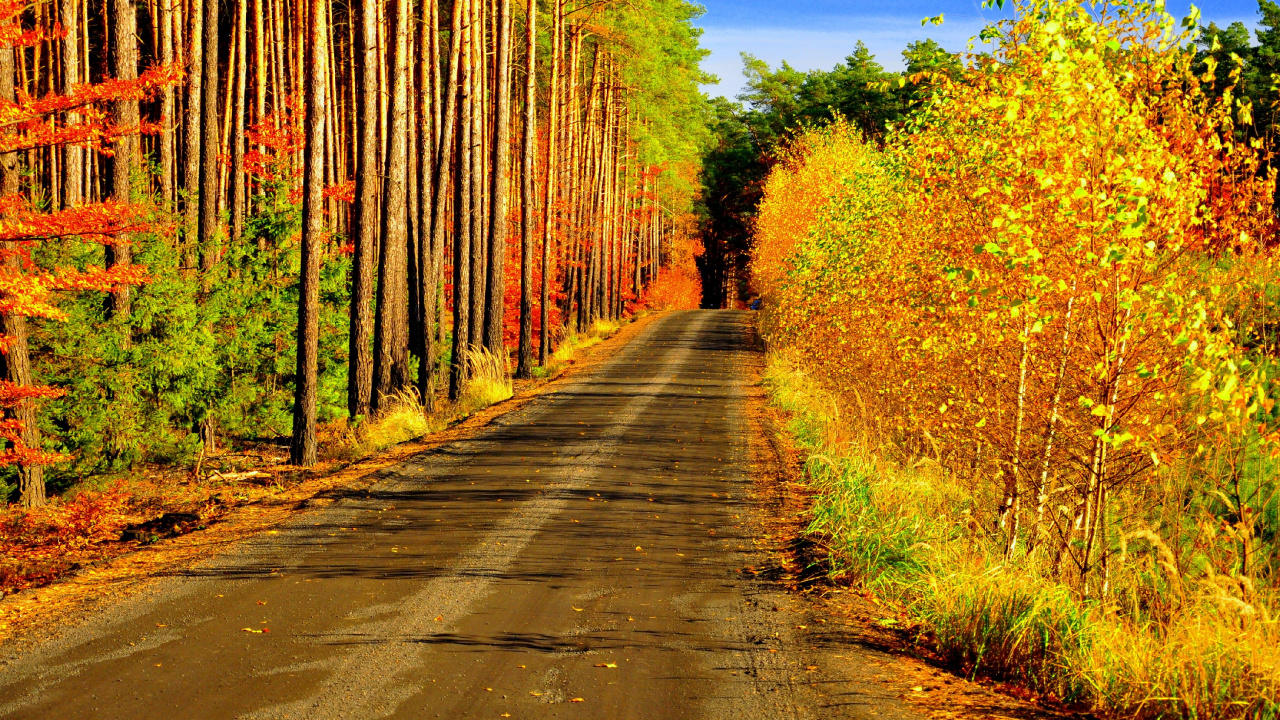 Обои дерево, природа, лист, растительность, желтый в разрешении 1280x720