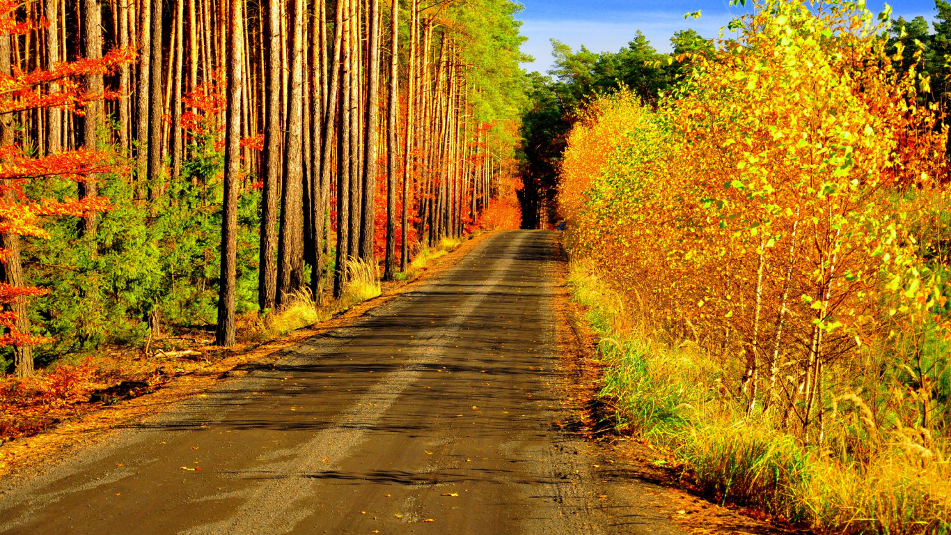 Обои дерево, природа, лист, растительность, желтый в разрешении 1366x768