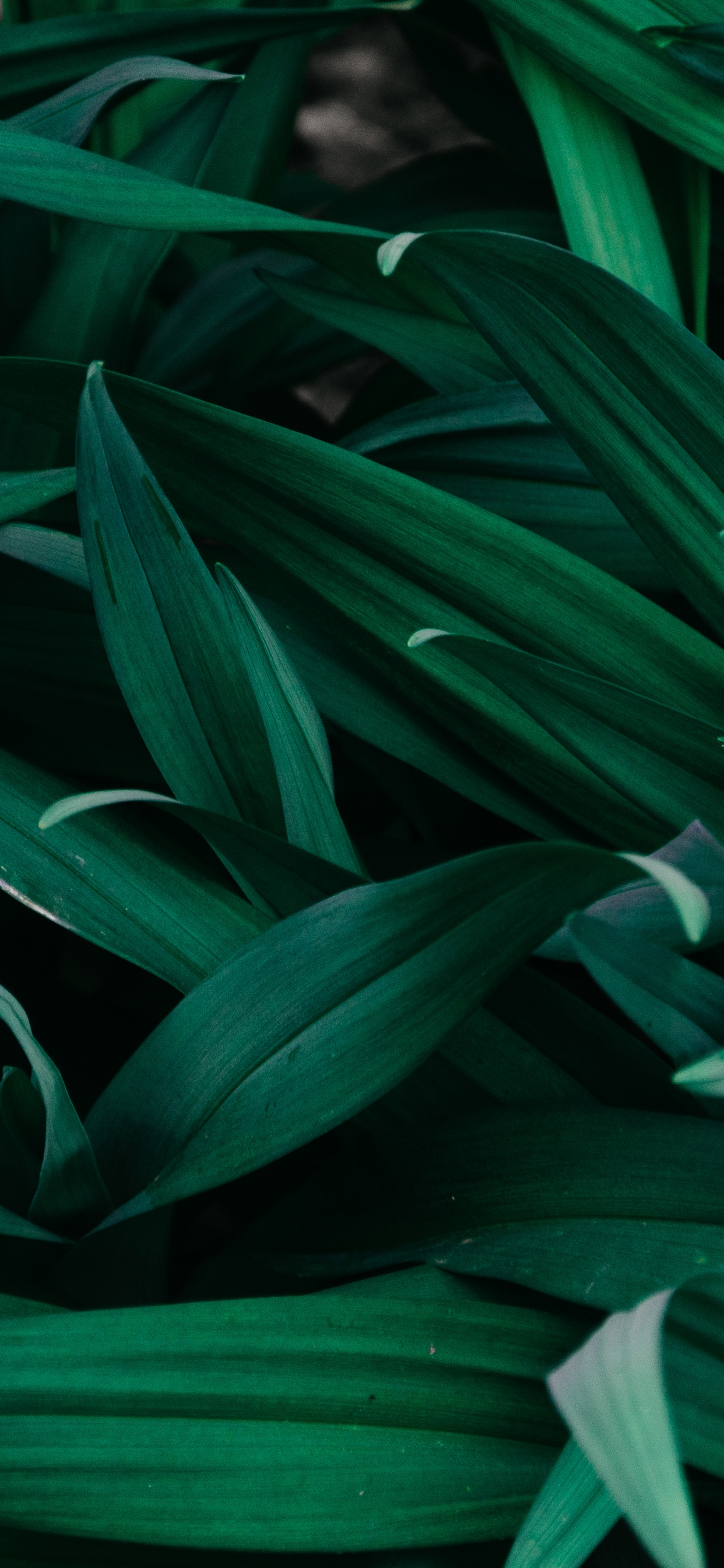 Обои лист, растение, цветок, узор, традесканция в разрешении 1242x2688