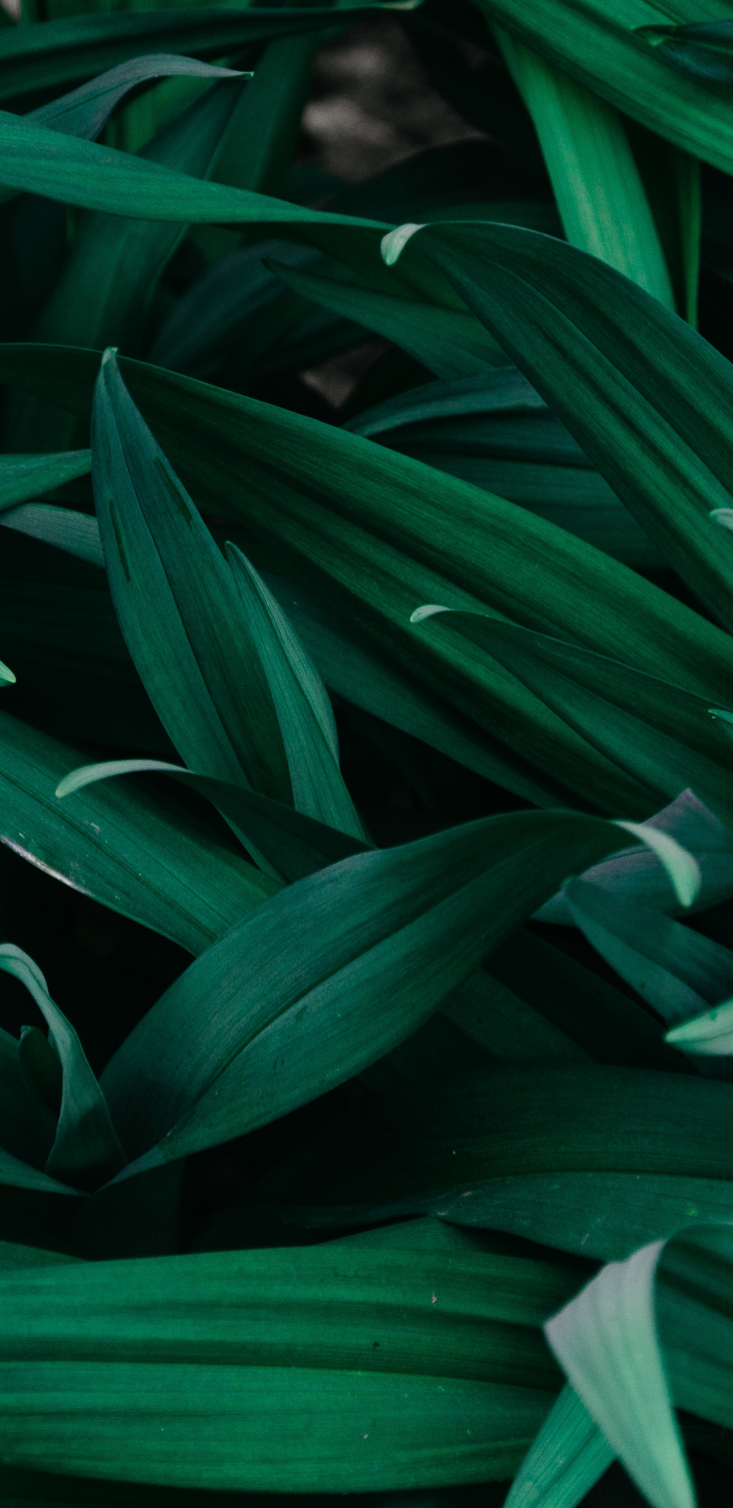 Обои лист, растение, цветок, узор, традесканция в разрешении 1440x2960