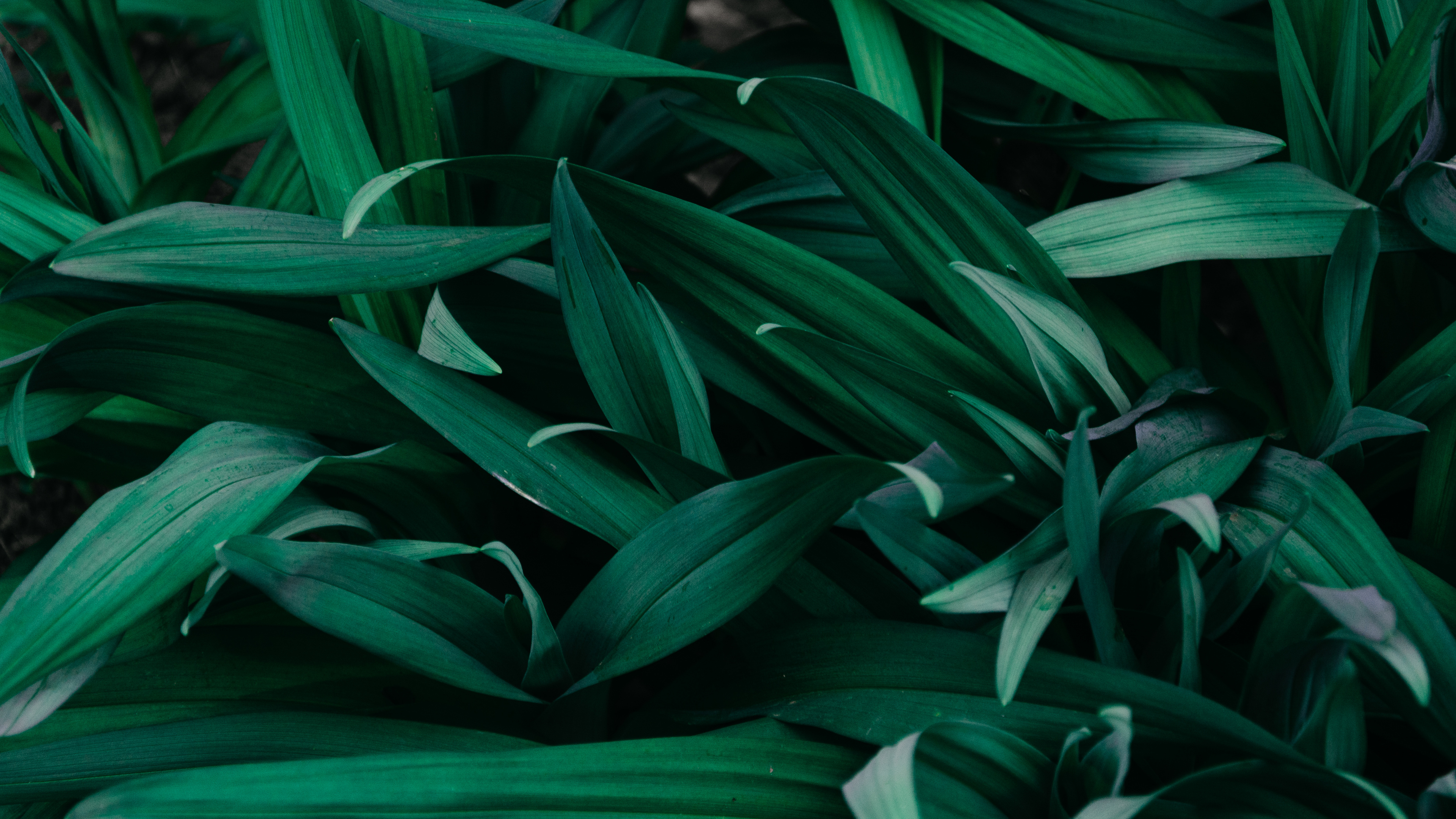 Обои лист, растение, цветок, узор, традесканция в разрешении 3840x2160