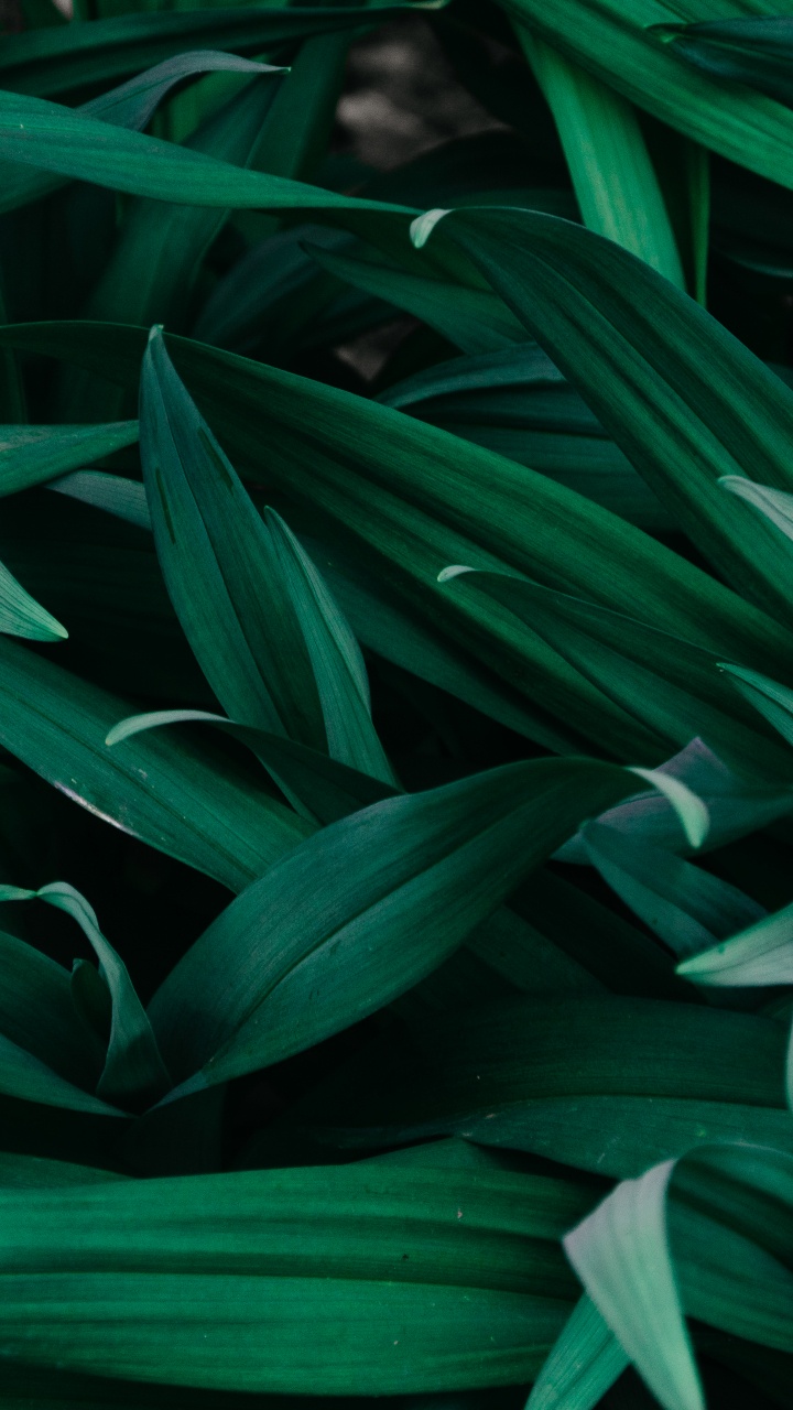 Обои лист, растение, цветок, узор, традесканция в разрешении 720x1280