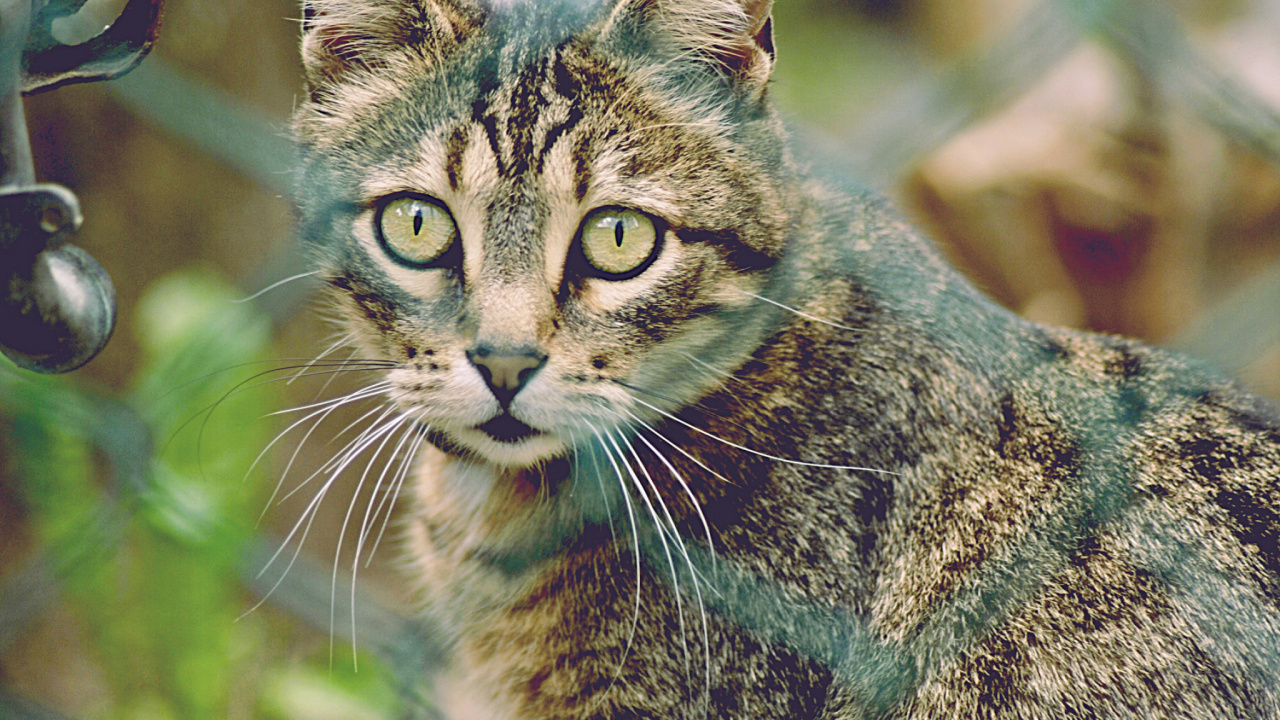 Обои ли дракон, котенок, полосатый кот, животное, дракон ли в разрешении 1280x720