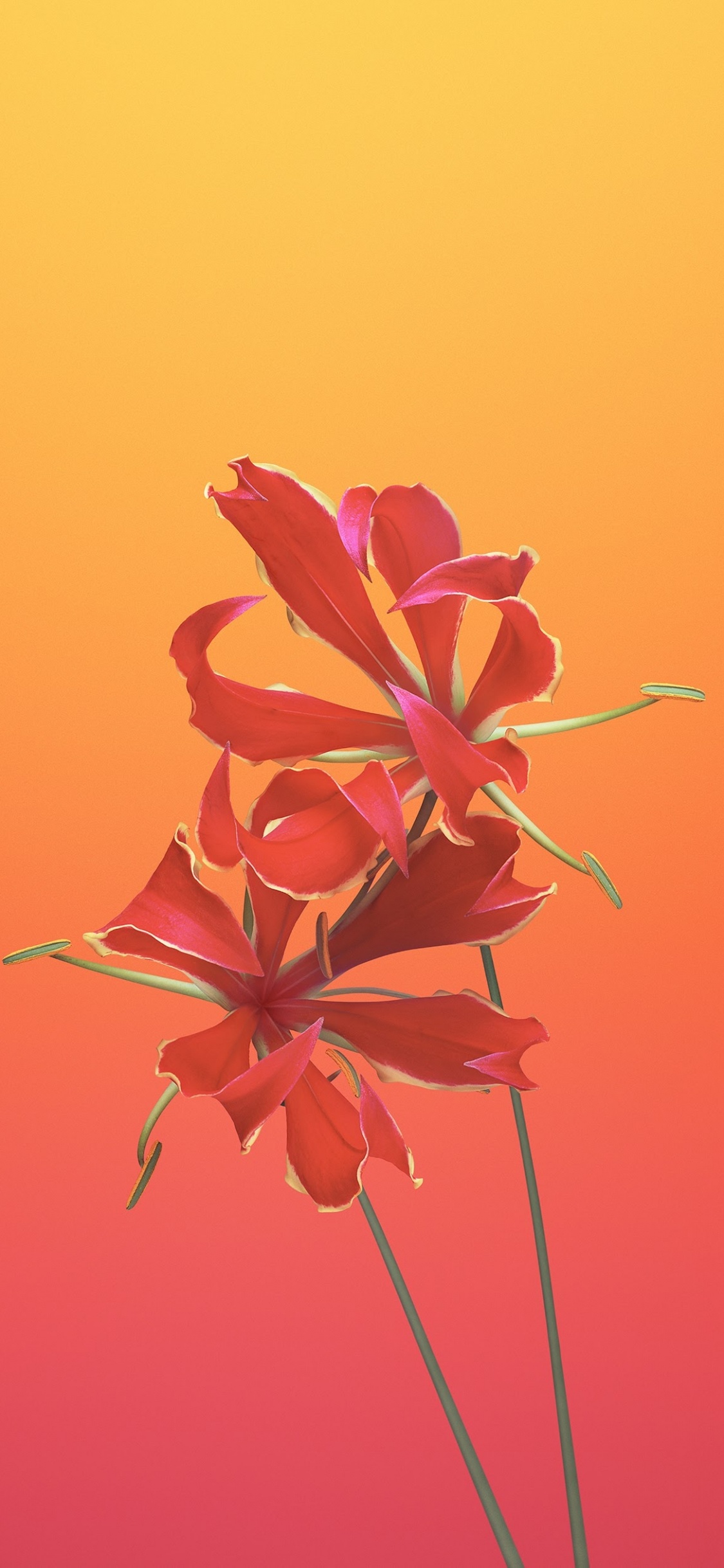 Обои айпад, apple, iOS 11, яблоко, Gloriosa цветок в разрешении 1125x2436