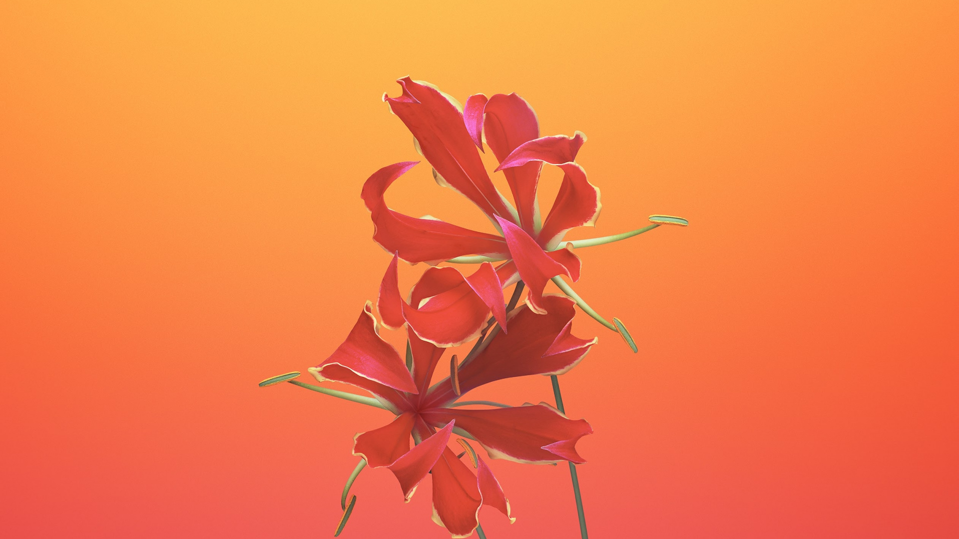 Обои айпад, apple, iOS 11, яблоко, Gloriosa цветок в разрешении 1920x1080