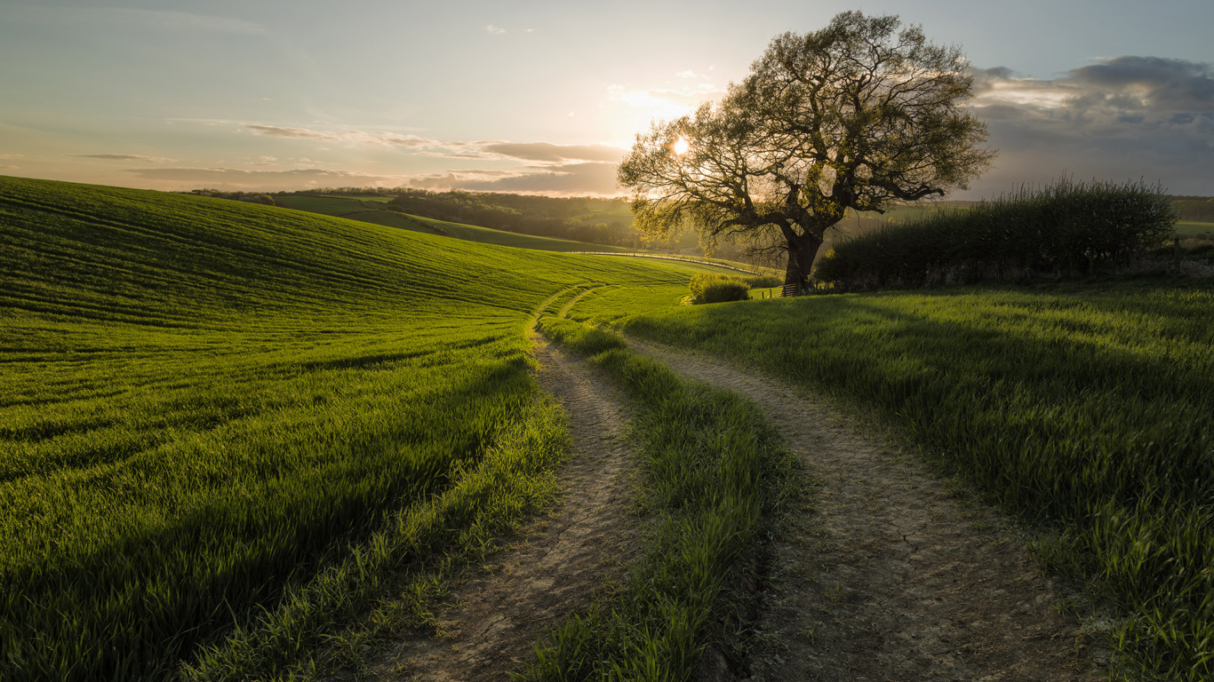 Обои утро, поле, сенокосное угодье, дерево, пастбище в разрешении 1366x768
