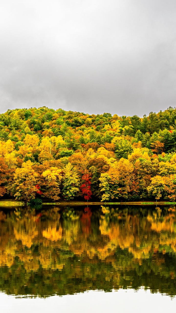 Обои отражение, растительность, облако, вода, растение в разрешении 720x1280