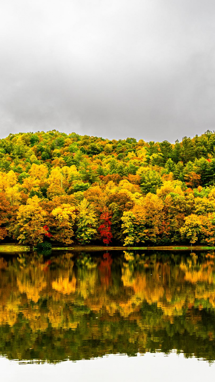 Обои отражение, растительность, облако, вода, растение в разрешении 750x1334