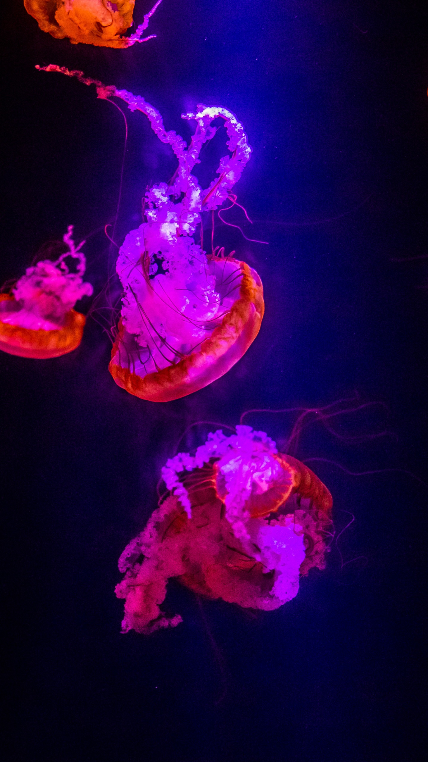 Обои Медуза, беспозвоночных, морские беспозвоночные, cnidaria, пурпур в разрешении 1440x2560