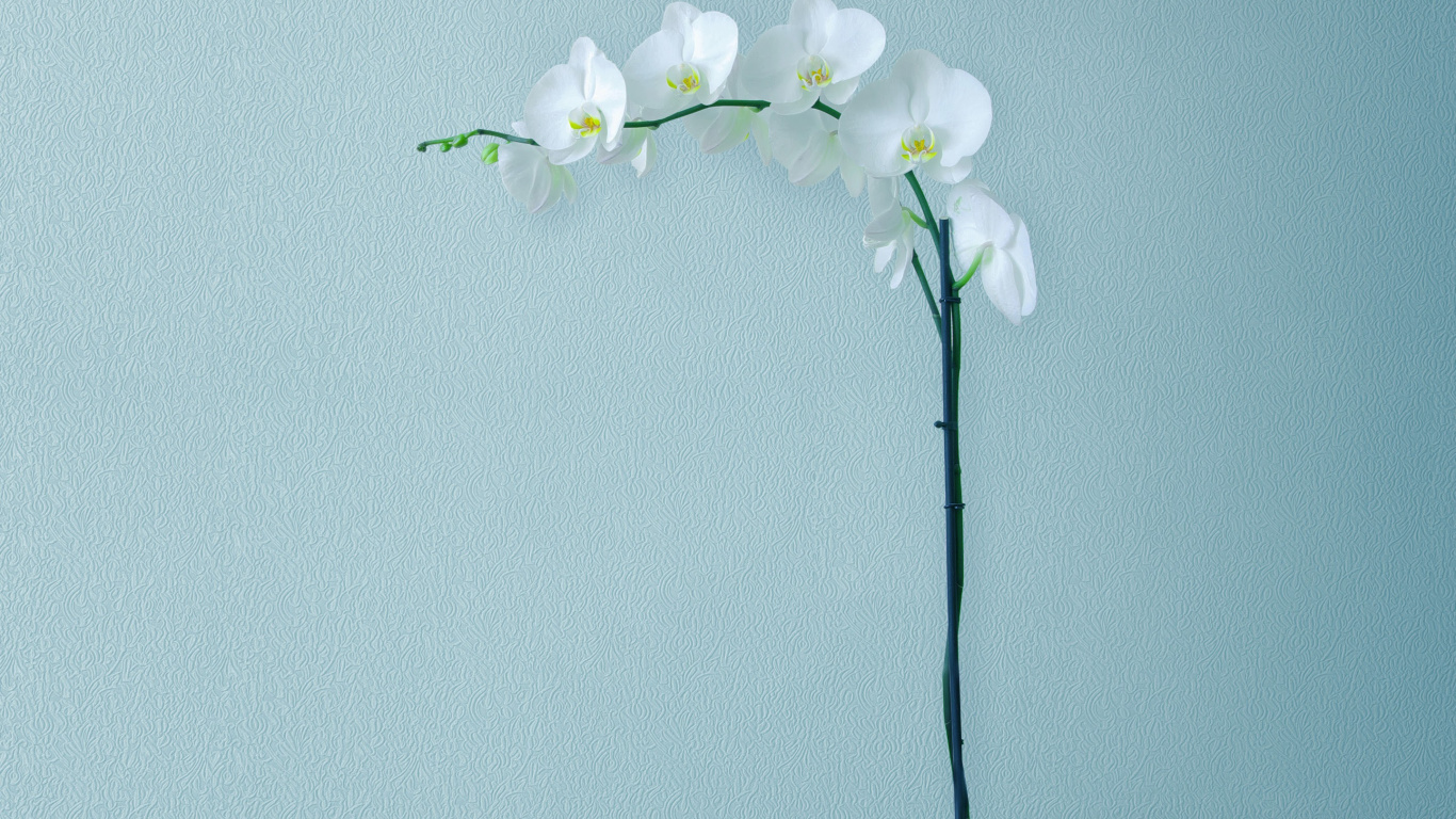 Обои Huawei, Huawei Mate, Huawei Mate 10, Huawei Mate 10 Pro, смартфон в разрешении 1366x768