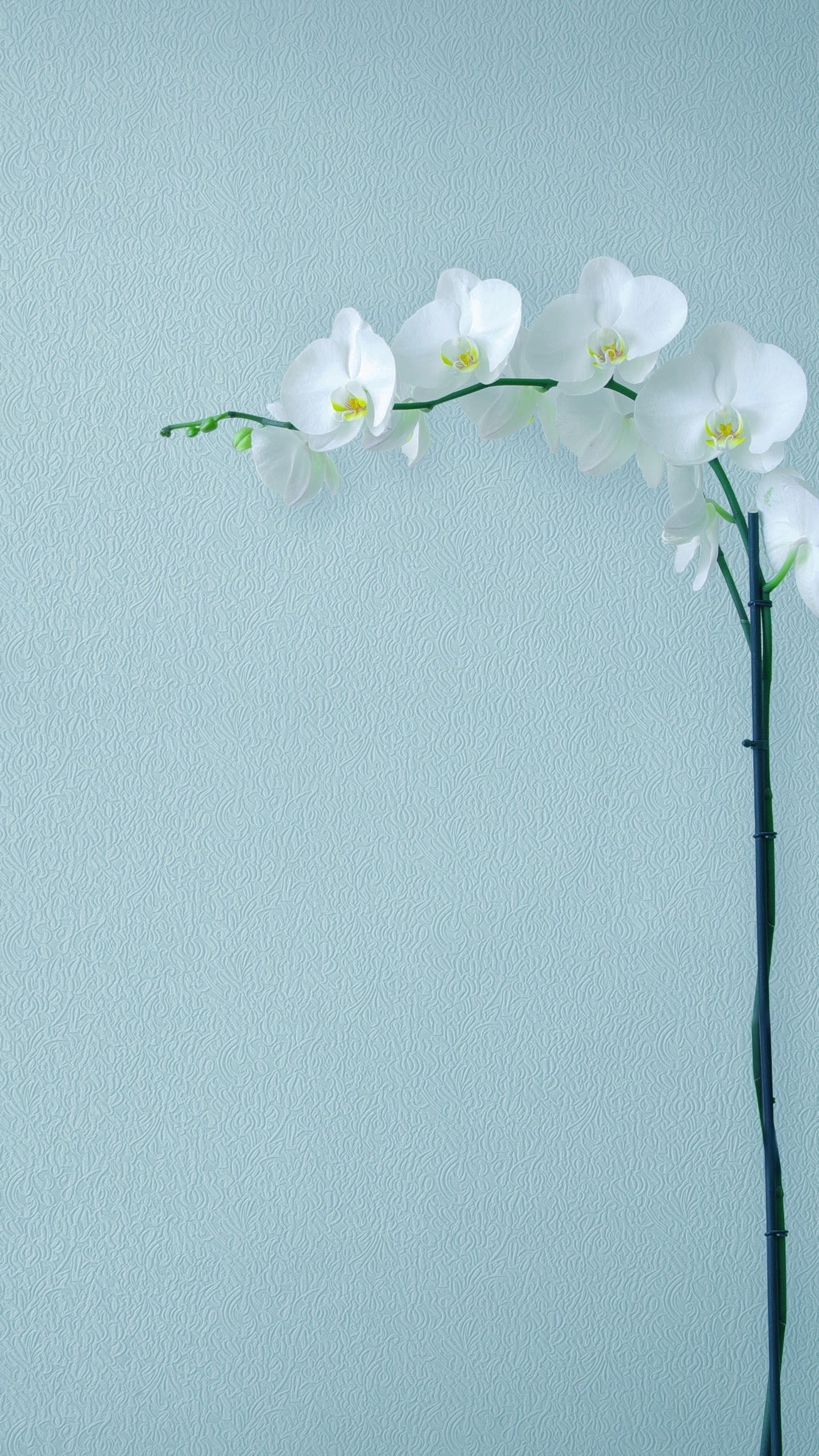 Обои Huawei, Huawei Mate, Huawei Mate 10, Huawei Mate 10 Pro, смартфон в разрешении 1440x2560