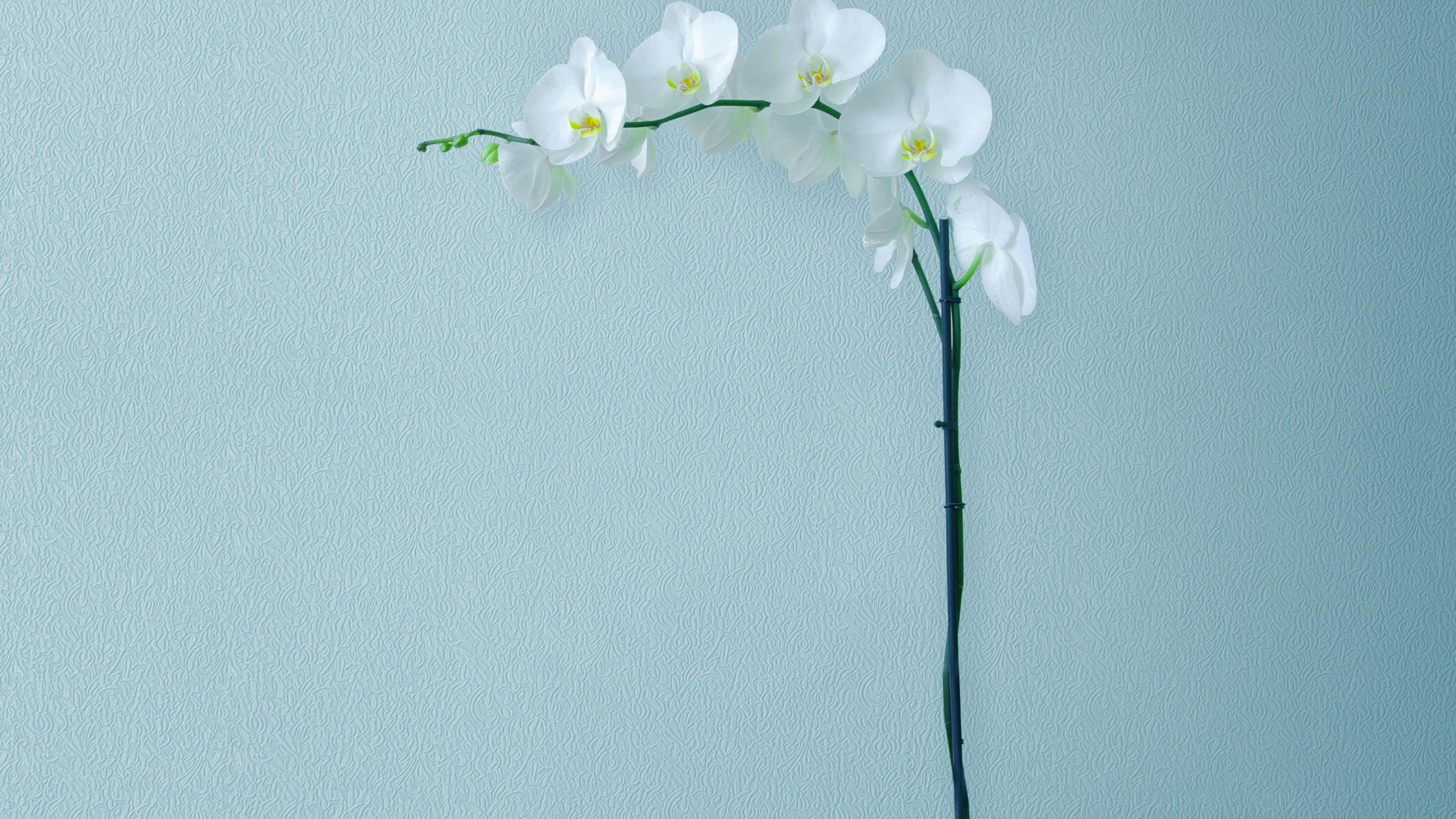 Обои Huawei, Huawei Mate, Huawei Mate 10, Huawei Mate 10 Pro, смартфон в разрешении 2560x1440