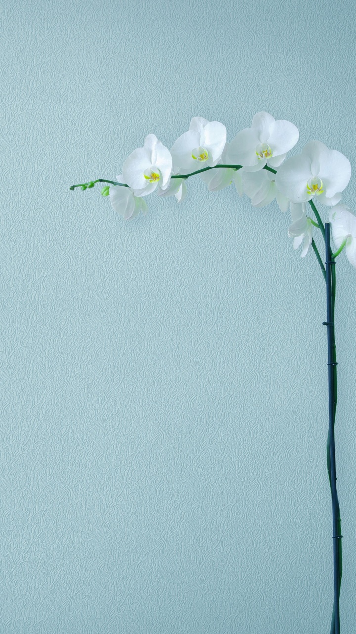 Обои Huawei, Huawei Mate, Huawei Mate 10, Huawei Mate 10 Pro, смартфон в разрешении 720x1280