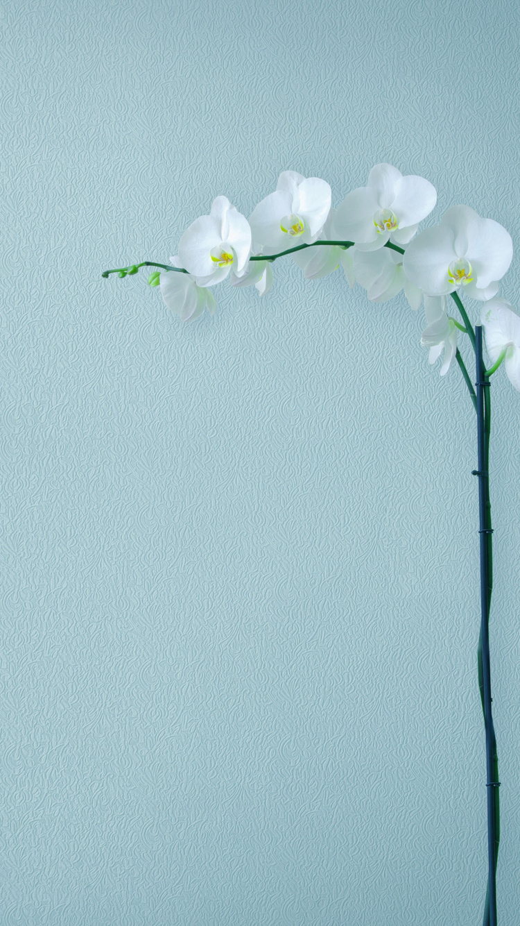 Обои Huawei, Huawei Mate, Huawei Mate 10, Huawei Mate 10 Pro, смартфон в разрешении 750x1334