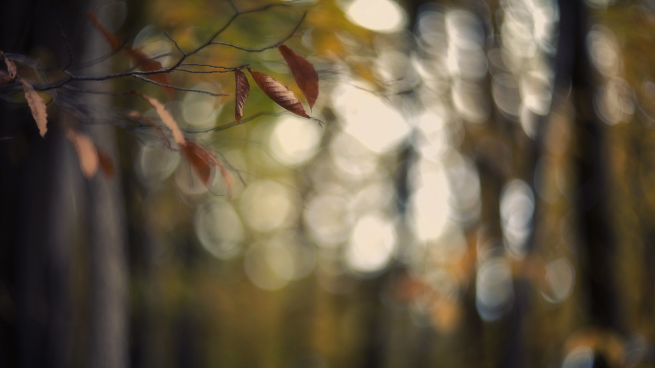 Обои природа, лист, дерево, ветвь, свет в разрешении 1280x720