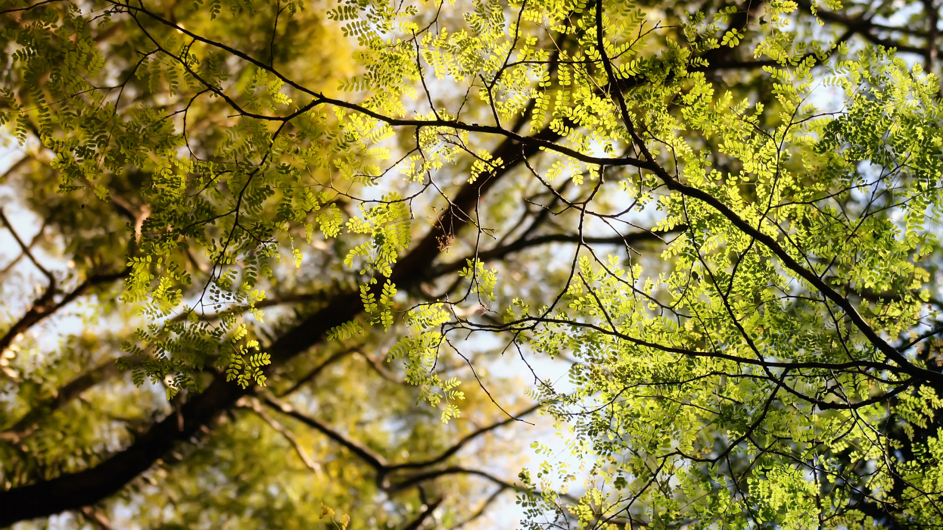 Обои ветвь, дерево, лист, природа, древесные растения в разрешении 1920x1080