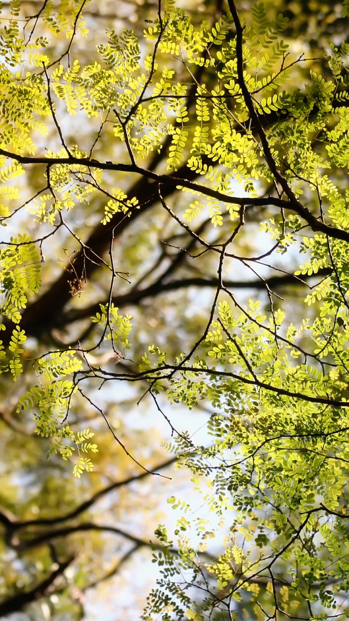 Обои ветвь, дерево, лист, природа, древесные растения в разрешении 720x1280