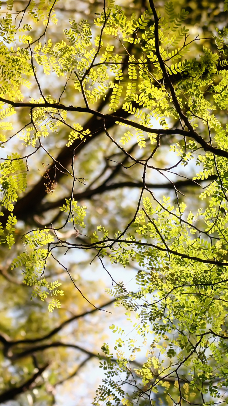 Обои ветвь, дерево, лист, природа, древесные растения в разрешении 750x1334