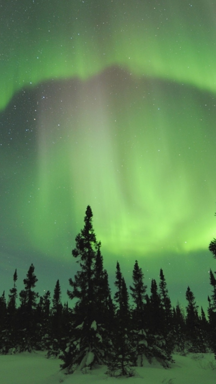 Обои Аврора, природа, зеленый, дерево, атмосфера в разрешении 720x1280