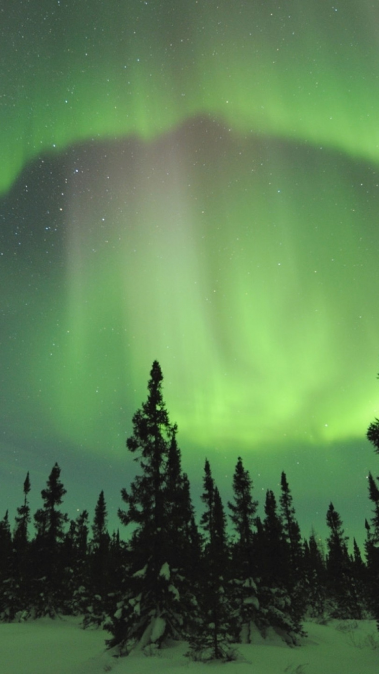 Обои Аврора, природа, зеленый, дерево, атмосфера в разрешении 750x1334