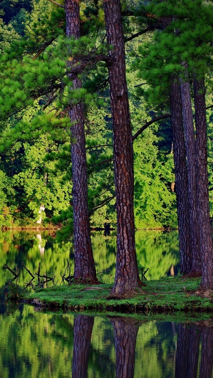Обои лес, природа, отражение, вода, зеленый в разрешении 720x1280