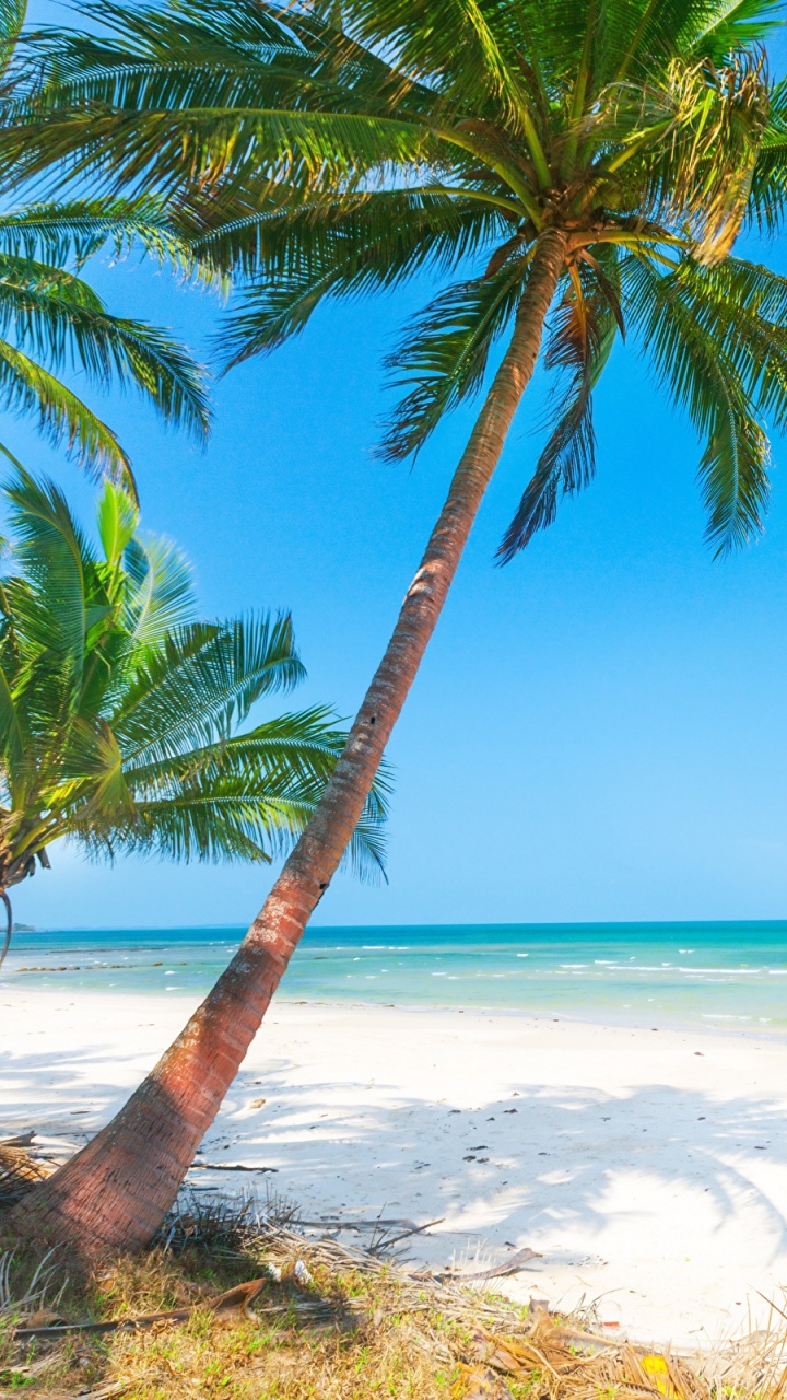 Обои пляж, берег, море, пальмовые рощи, тропическая зона в разрешении 720x1280