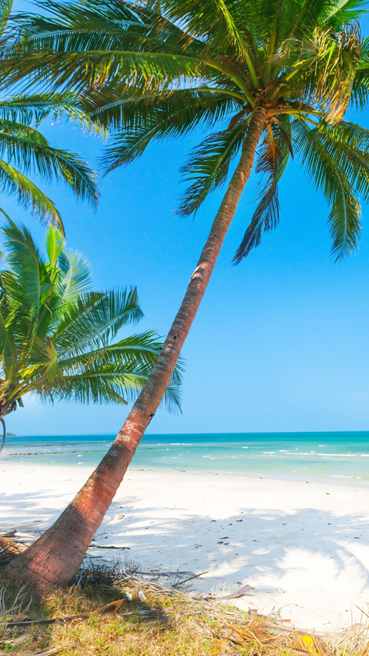 Обои пляж, берег, море, пальмовые рощи, тропическая зона в разрешении 750x1334