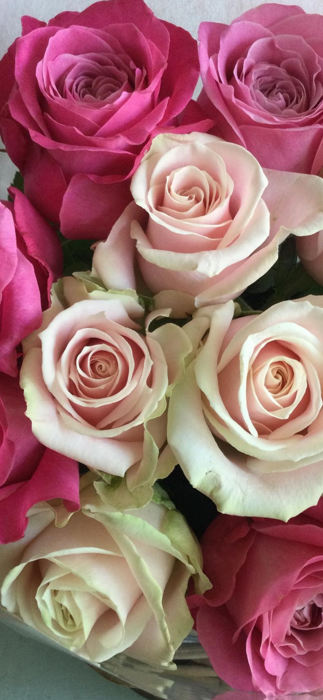 Обои гибридная чайная роза, сад роз, цветочный дизайн, столистная роза, свадебная церемония поставки в разрешении 1125x2436