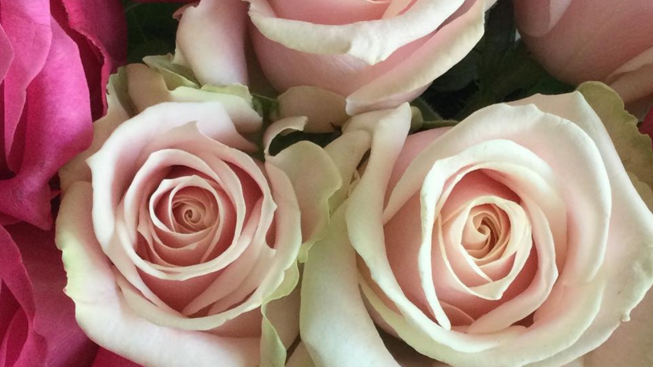 Обои гибридная чайная роза, сад роз, цветочный дизайн, столистная роза, свадебная церемония поставки в разрешении 1280x720