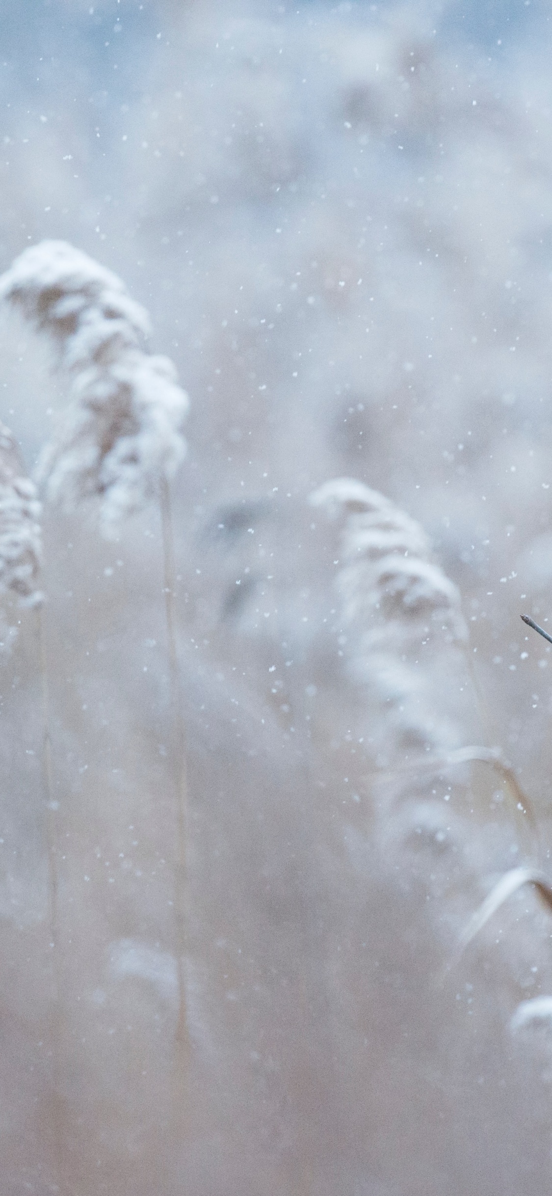 Обои Северный кардинал, количественное числительное, зимний кардинал, зима, растение в разрешении 1125x2436