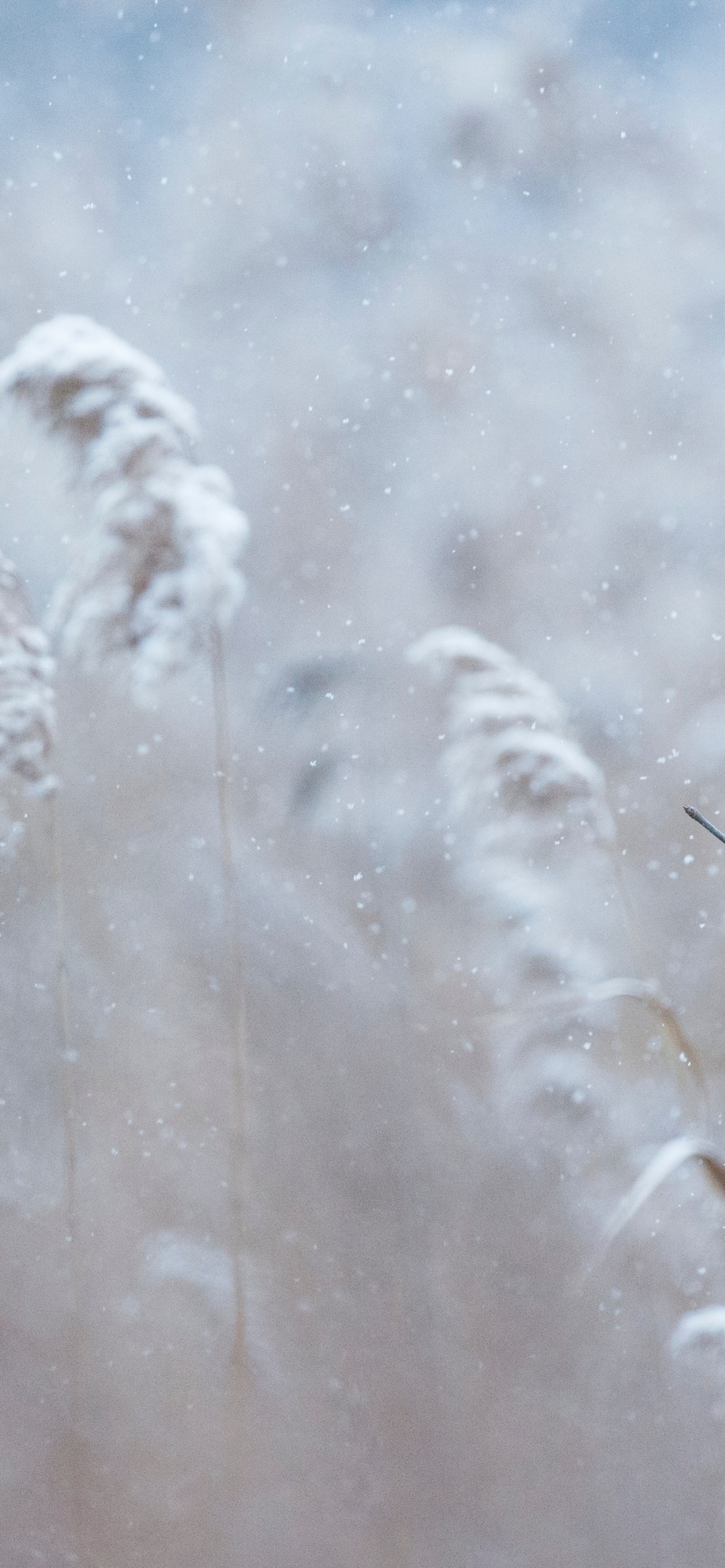 Обои Северный кардинал, количественное числительное, зимний кардинал, зима, растение в разрешении 1242x2688